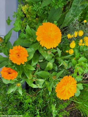 Calendula officinalis