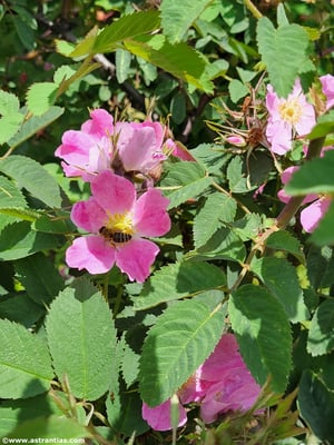 Rosa villosa