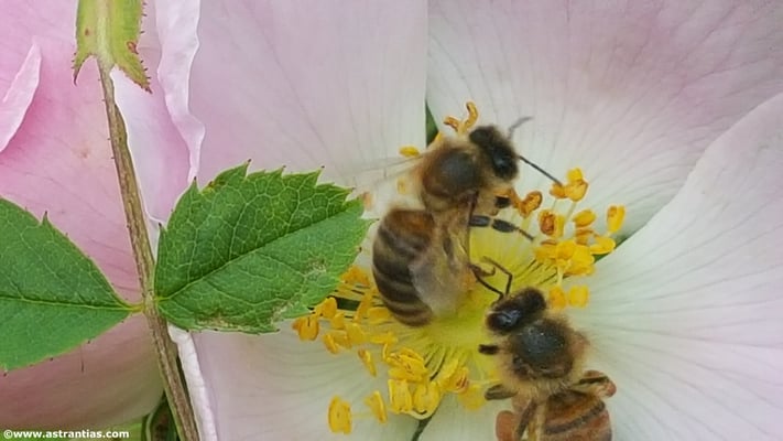 Pflanzensortiment AstrantiAs Wildrosen am Spezialitäten Markt Wädenswil 10.05.2025