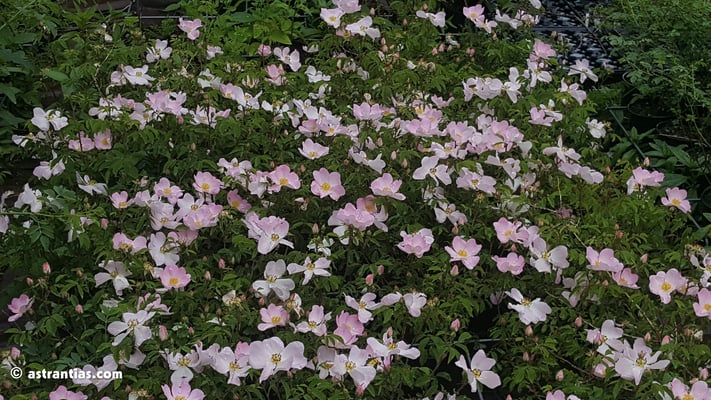 Rosa gallica
