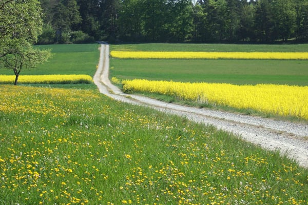Weg Richtung Altheim