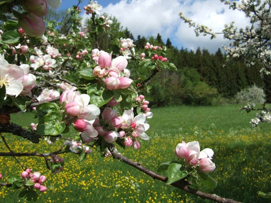 Apfelblüten