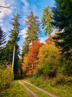 Schorrenweg gegenüber Tumlinger See