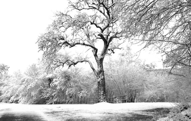 Birnbaum an der Hilarius-Kapelle