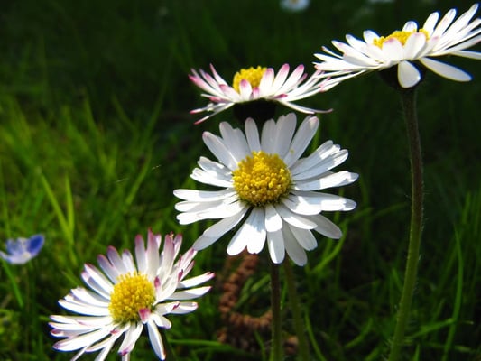 Gartenfreude blüht auf