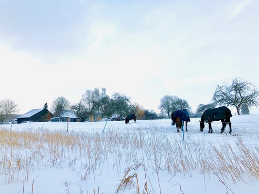 Kein Futter und saukalt.