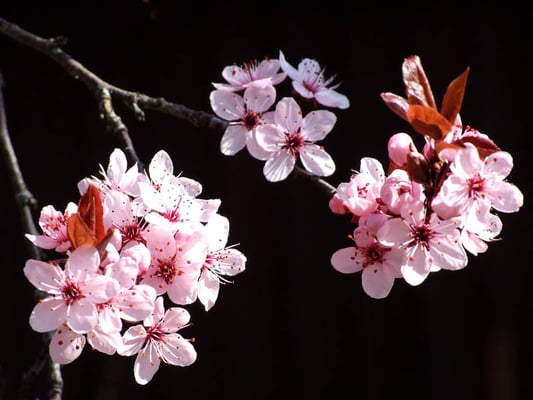 Japanische Kirschblüten