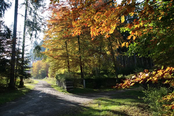 Im Wellness-Wald bei Lützenhardt