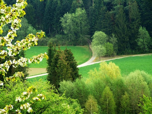 Wald an der Riedhalde