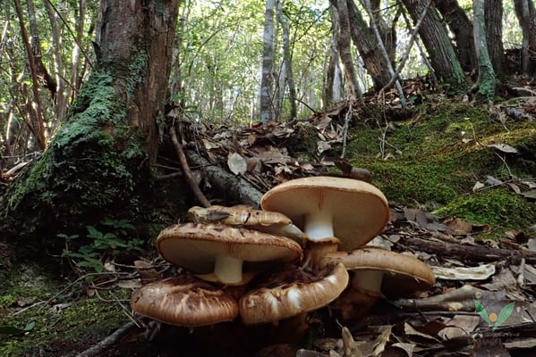 ニセマツタケ（サマツ）