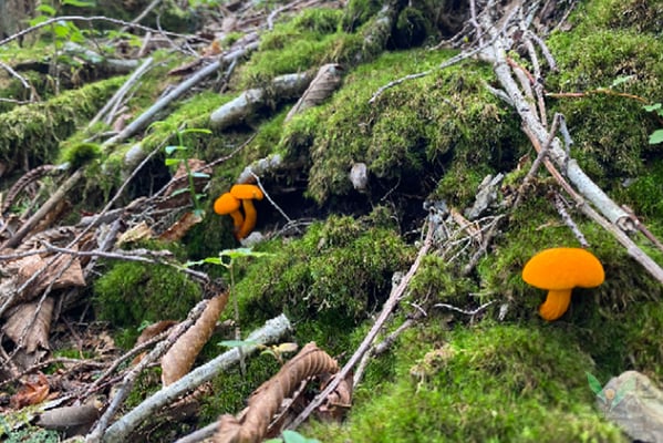 ハナガサイグチ