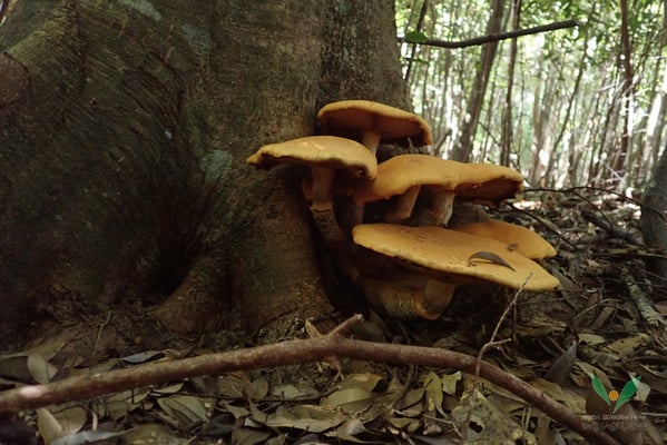 オオワライタケ