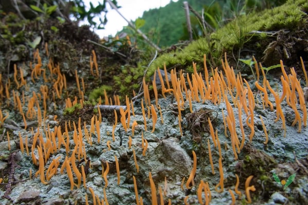 アリノタイマツ