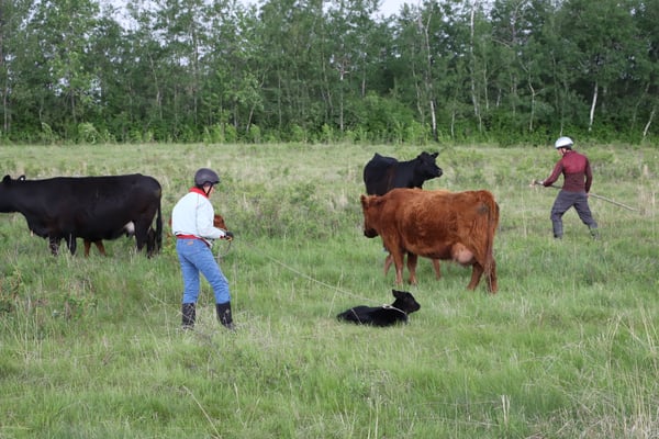 "Roping" a calf  ;>)