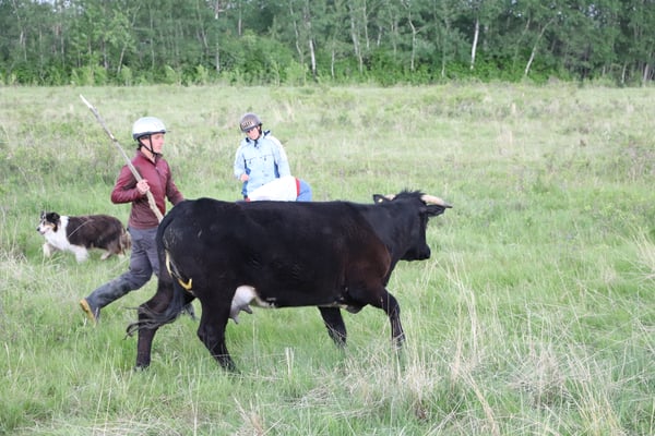 Guarding the calf taggers