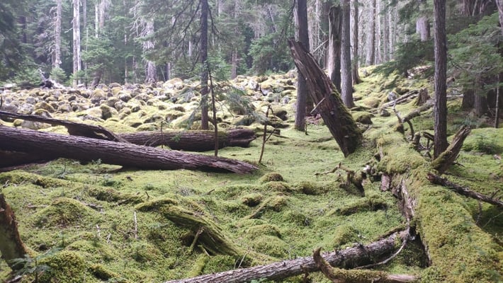 Wald überwachsen mit Moos