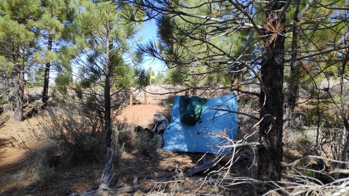 Zelten unter Pinien am neuen PCTA-Trailregister