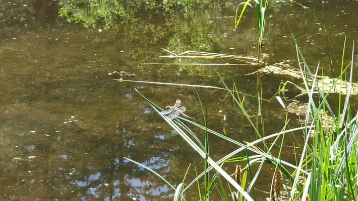 "Doppeldecker"-Libelle