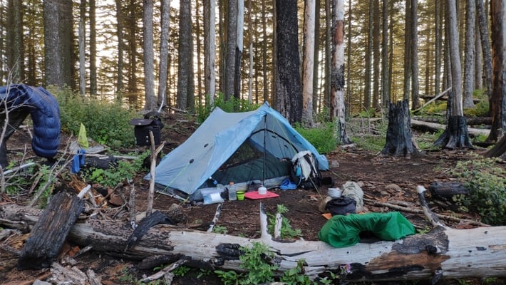 Zeltplatz inmitten teils "wackliger", abgebrannter Bäume