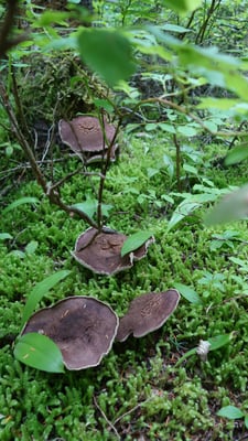 Noch eine Familie ...