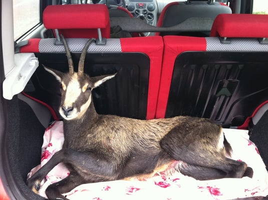 Camoscio Femmina Alain (14 anni)