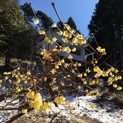 蝋梅（ロウバイ）