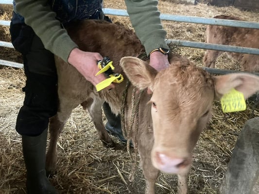 Hier erhält Mary von unserer Mara, gerade mal zwei Tage alt, die Marken