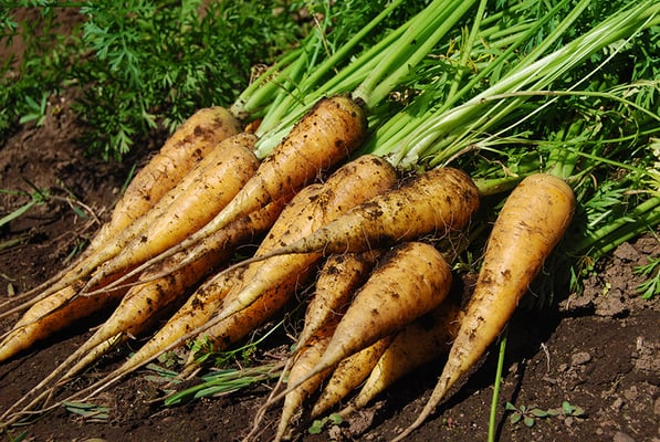 当店の畑で取れた自家製野菜（無農薬・有機肥料）は、使う分だけを毎朝収穫