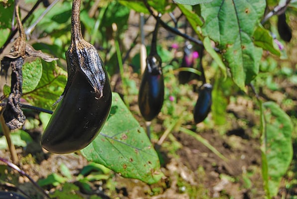 信州の爽やかな風と光に包まれて、元気に育つ野菜たち