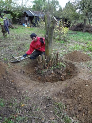 Werkzeuge: Spitzhacke, Spaten, Handsäge  und kleine Gartenschaufel