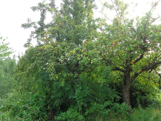 Alter Obstbestand...muss nur noch alles freigelegt werden