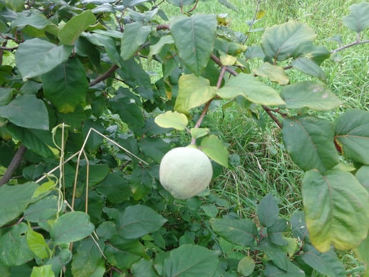 ...und noch ein Entdeckung: Juhuuuu...eine Quitte