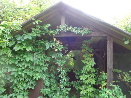 Der wilde Wein ist überall hineingekrochen