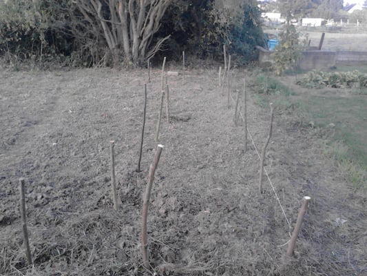 Etwa gleich starke Äste werden mit der Axt unten angespitzt und in den Boden gerammt.