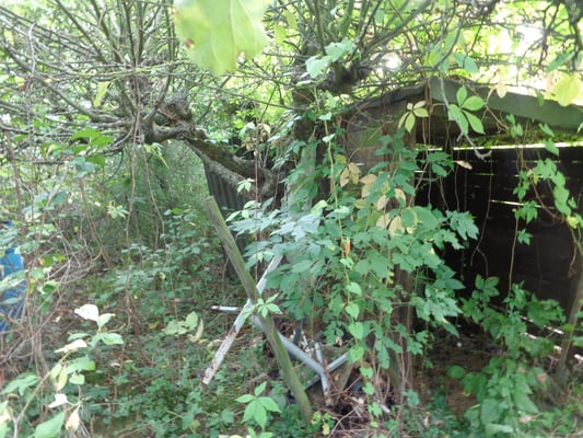 Was verbirgt sich hinter diesem Dschungelpflanzen?