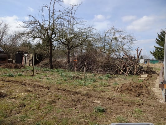 Das waren also mal all die wilden Zwetschgenbäumchen und alle Äste aus den Rückschnitten der Bäume