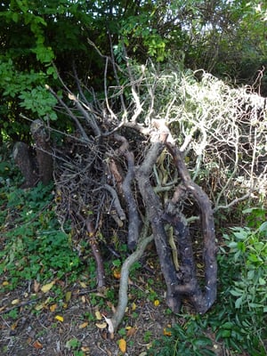 Das Totholz wird angehäuft