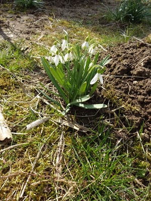 Welch eine Überraschung im Frühjahr: Ein Meer an Schneeglöckchen spross aus dem Gartenboden. Wie ein Teppich überzog er fast die gesamte Fläche