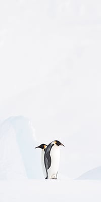 © Vincent Munier