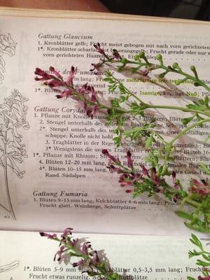 Bestimmungsschlüssel