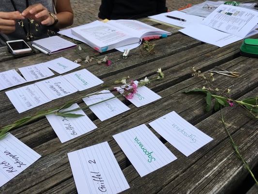 Pflanzen bestimmen, repetieren, lernen