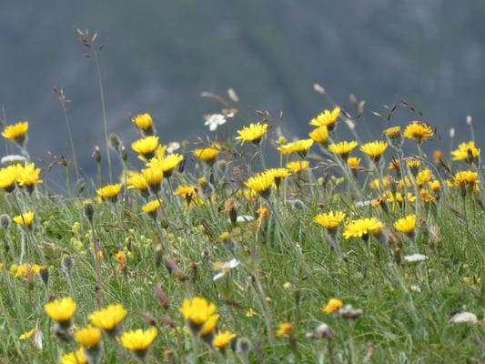 Vertiefungskurs Asteraceae, Korbblütler, Systematik, Pflanzenfamilie