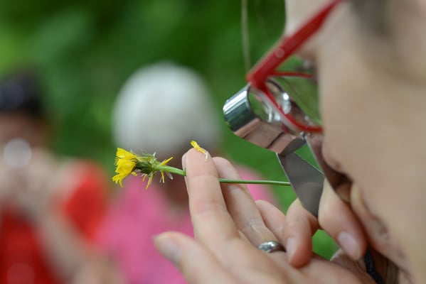 Pflanzen analysieren, Bestimmen