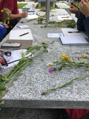 Vertiefungskurs Asteraceae, Korbblütler, Systematik, Pflanzenfamilie, lernen, repetieren