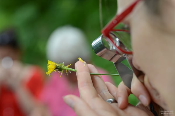 Vertiefungskurs Asteraceae, Korbblütler, Systematik, Pflanzenfamilie, bestimmen, analysieren