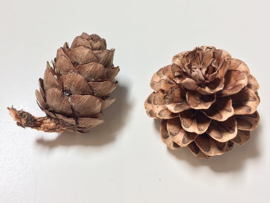 links: Europäische Lärche, rechts: japanische Lärche