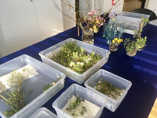 Pflanzenbestimmen, Bestimmungskurs