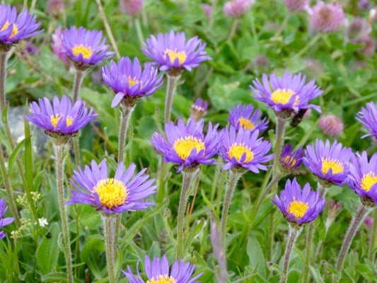 Vertiefungskurs Asteraceae, Korbblütler, Systematik, Pflanzenfamilie