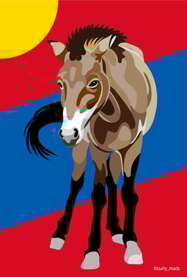 Mongolia：Przewalski Horse
