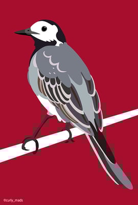 Latvia：White wagtail